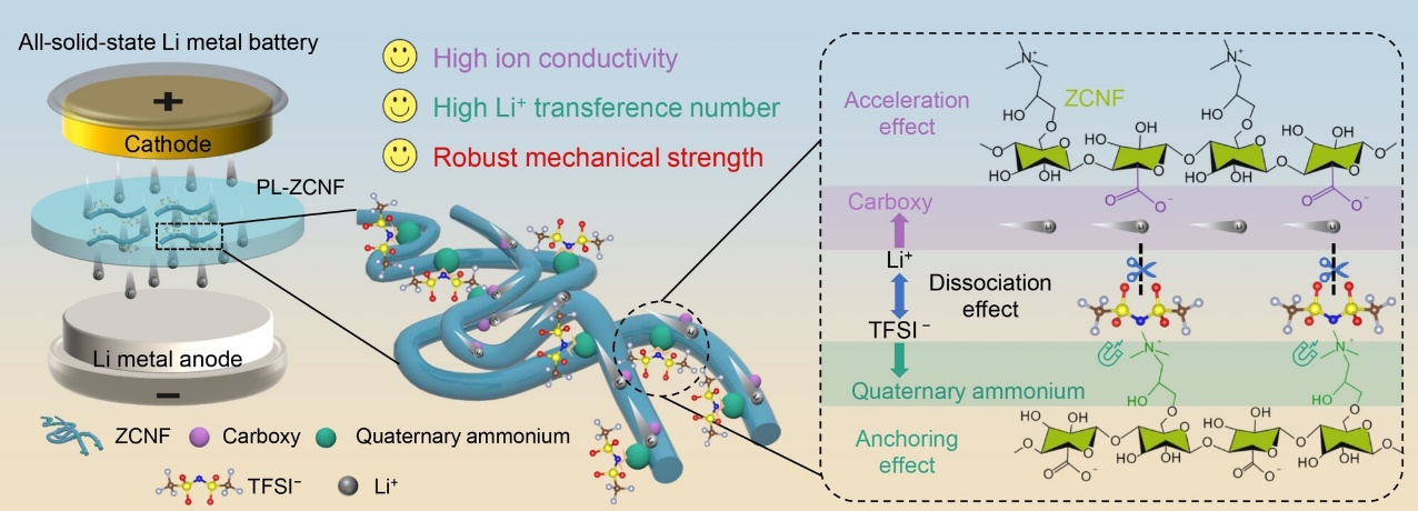 示意图显示了全固态电池中PEO基固态电解质里ZCNF的多种功能.png